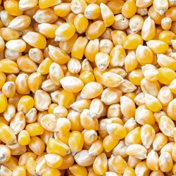 Maïs Pop Corn